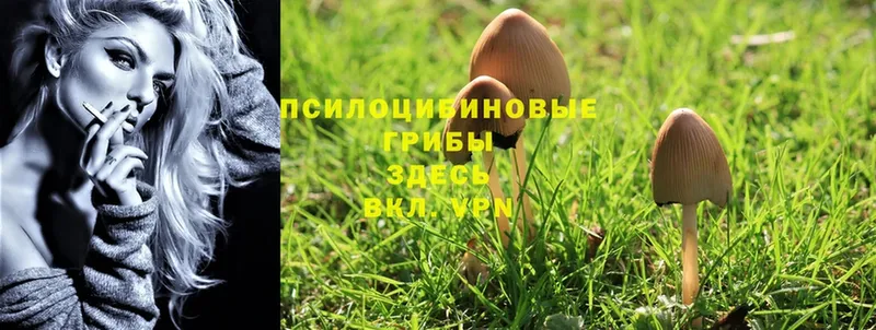 Псилоцибиновые грибы Psilocybine cubensis  площадка состав  Куртамыш 